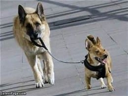 Dog Walking